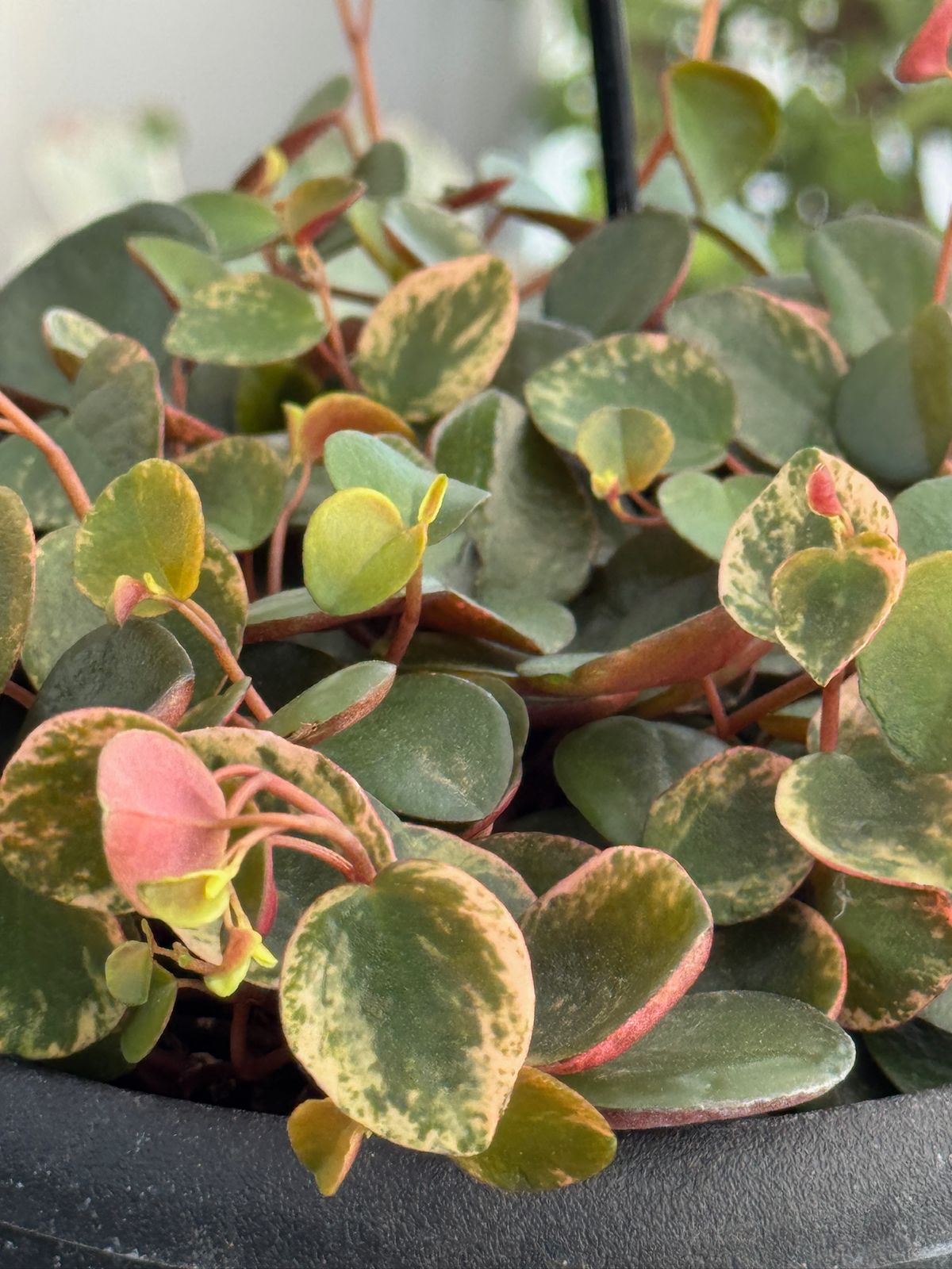 Peperomia ruby cascade variegada