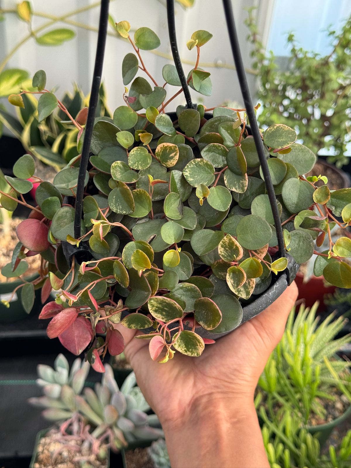 Peperomia ruby cascade variegada