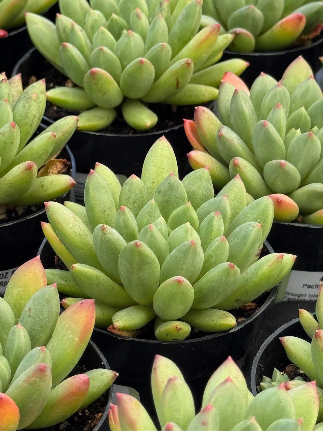 Pachyveria spring bouquet