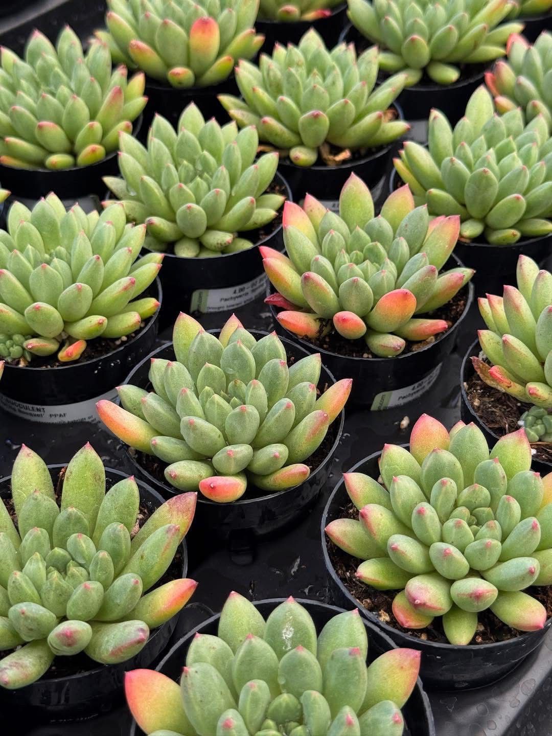 Pachyveria spring bouquet