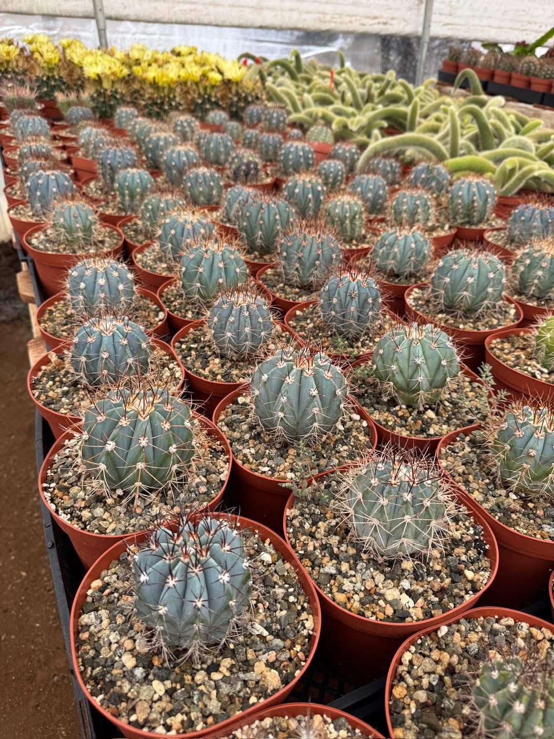 Melocactus azureus 6”