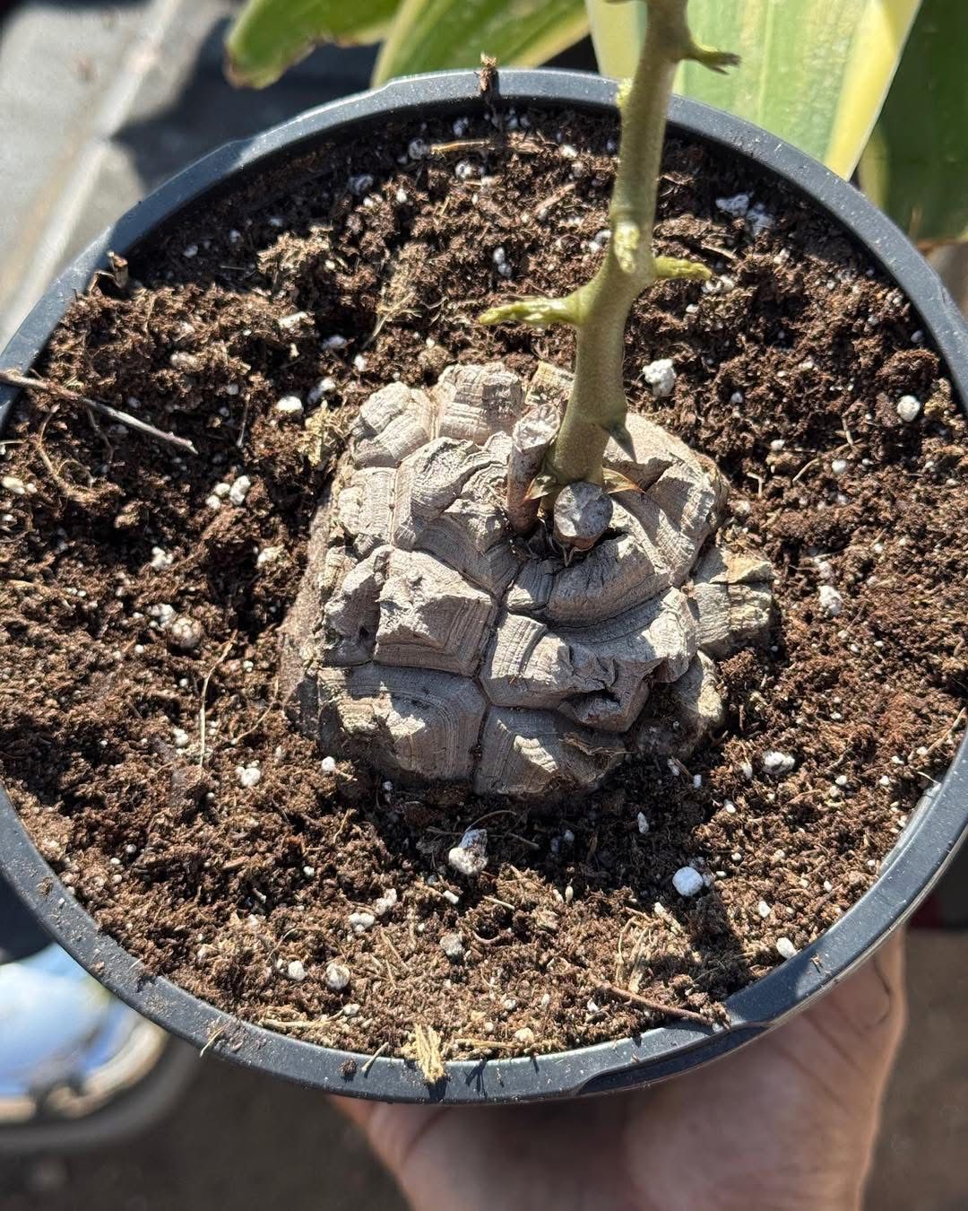 Dioscorea elephantipes