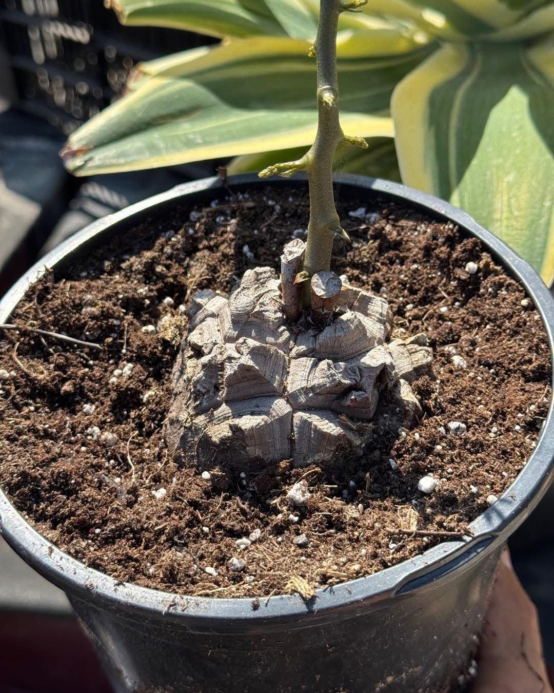 Dioscorea elephantipes