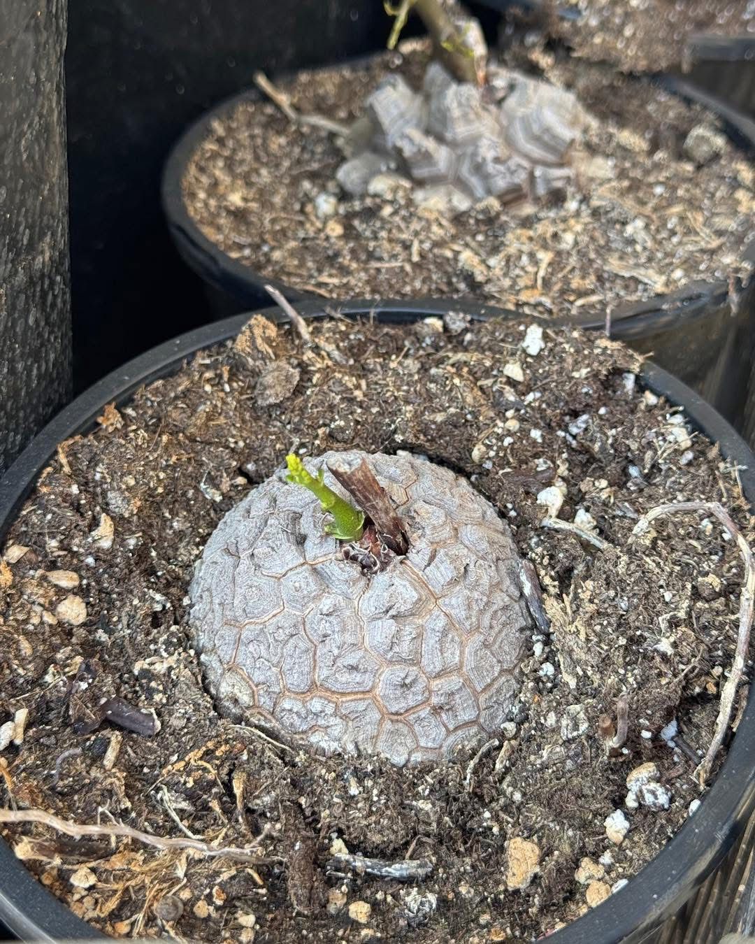 Dioscorea elephantipes