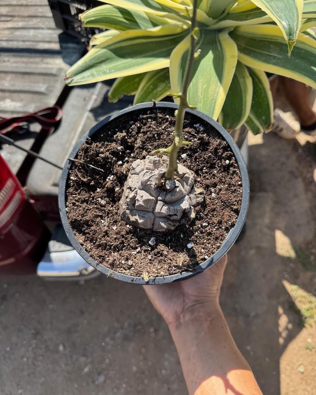 Dioscorea elephantipes
