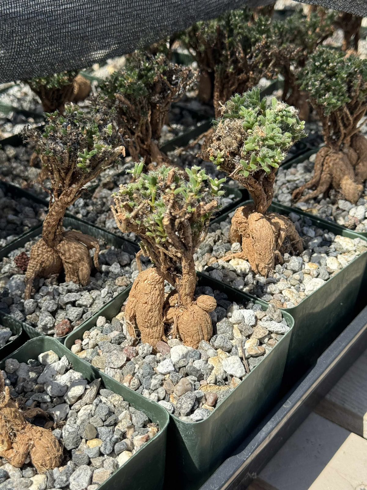 Trychodiadema bulbosum 4”