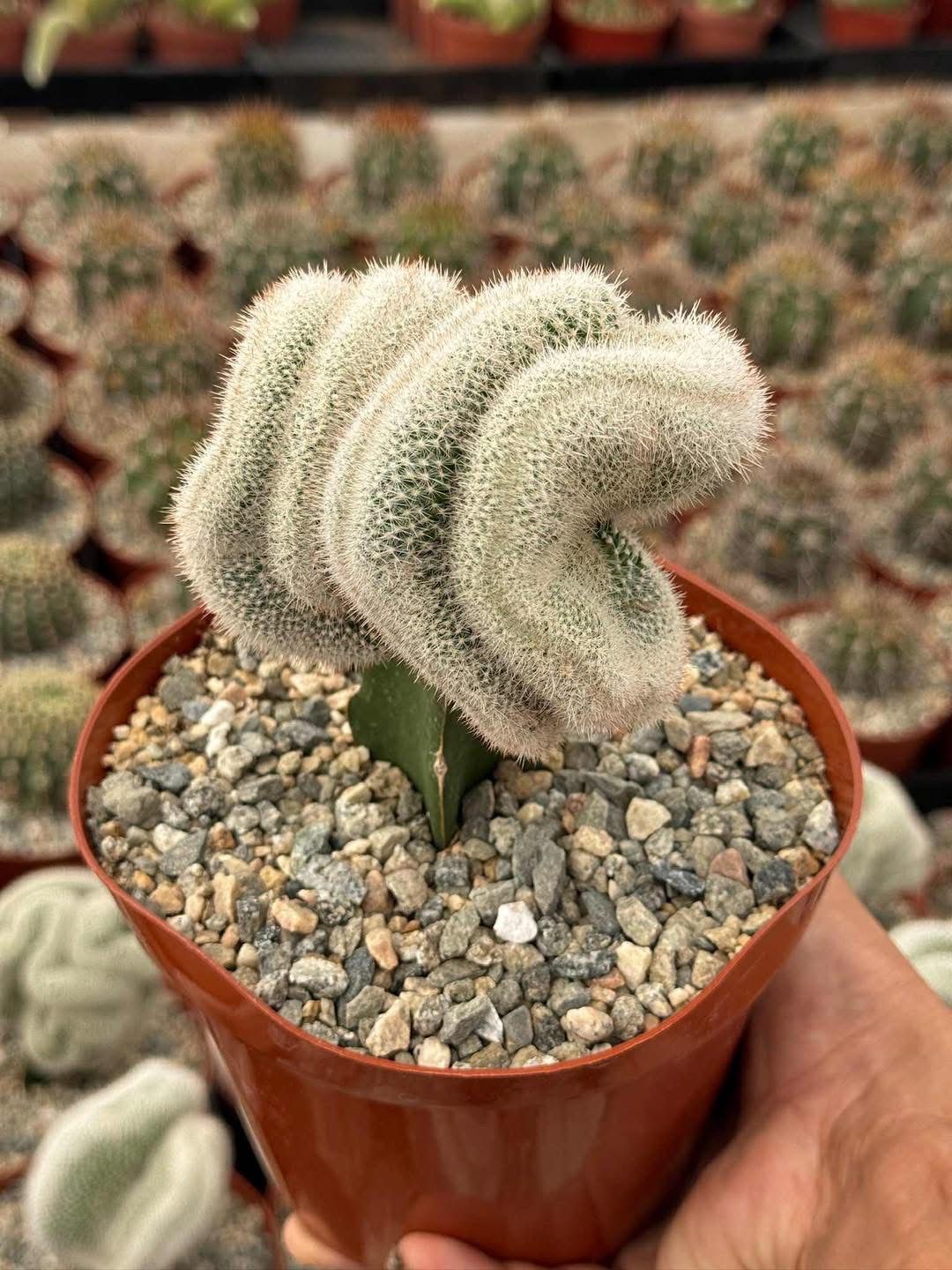 Mammillaria Baumii