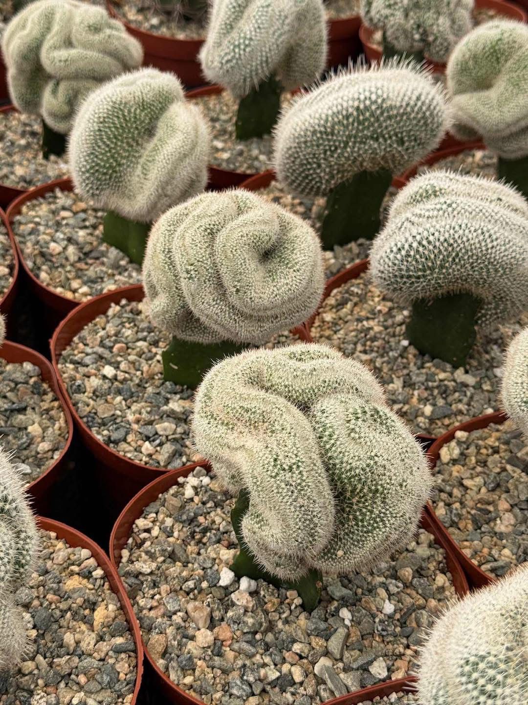 Mammillaria Baumii