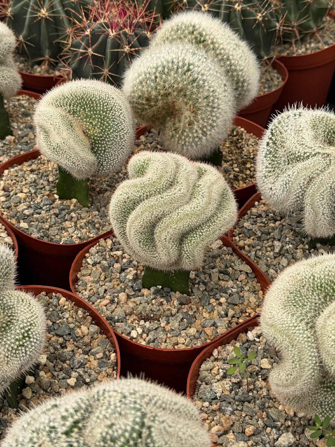 Mammillaria Baumii