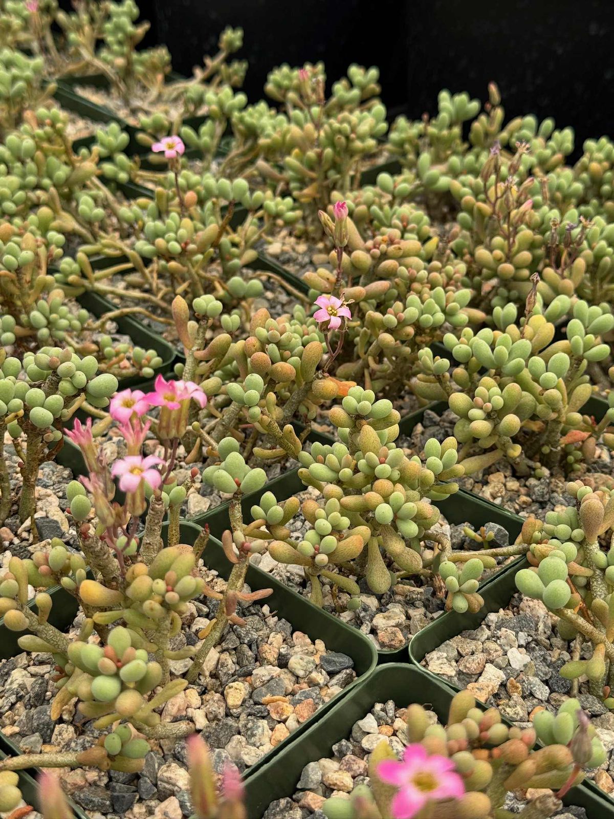 Cotyledon sinus alexandri