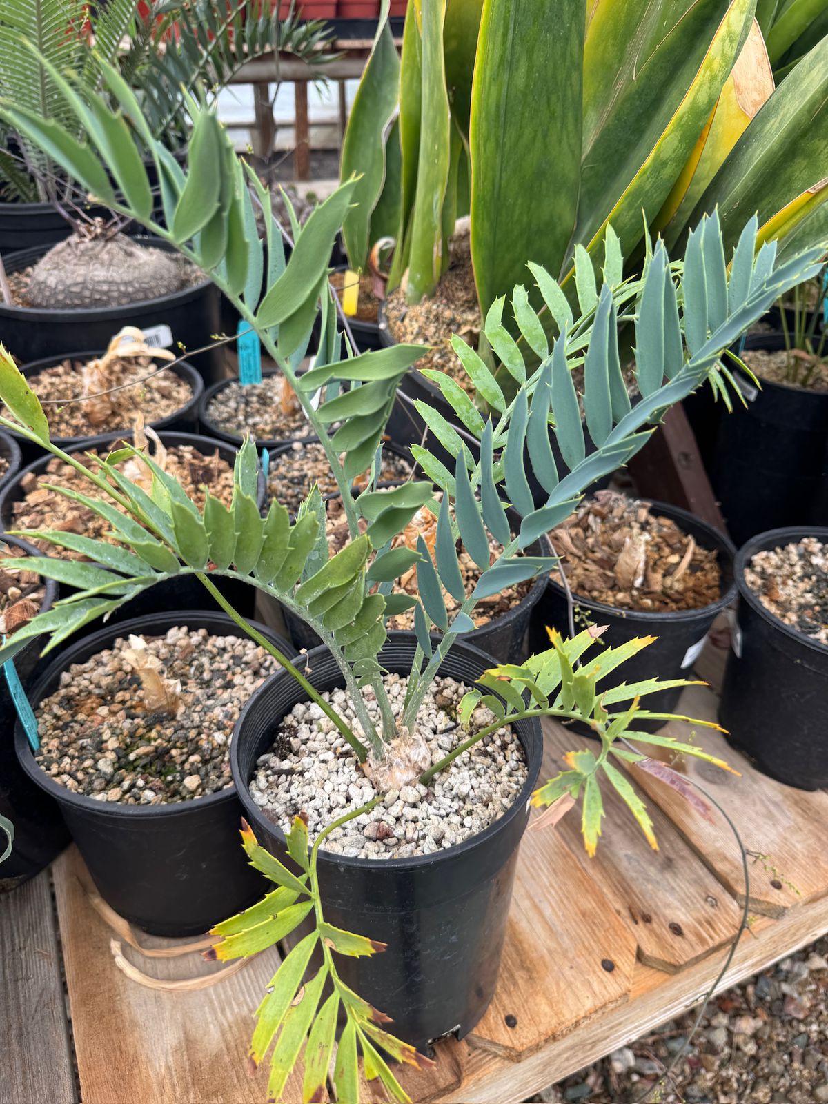 Encephalartos princeps