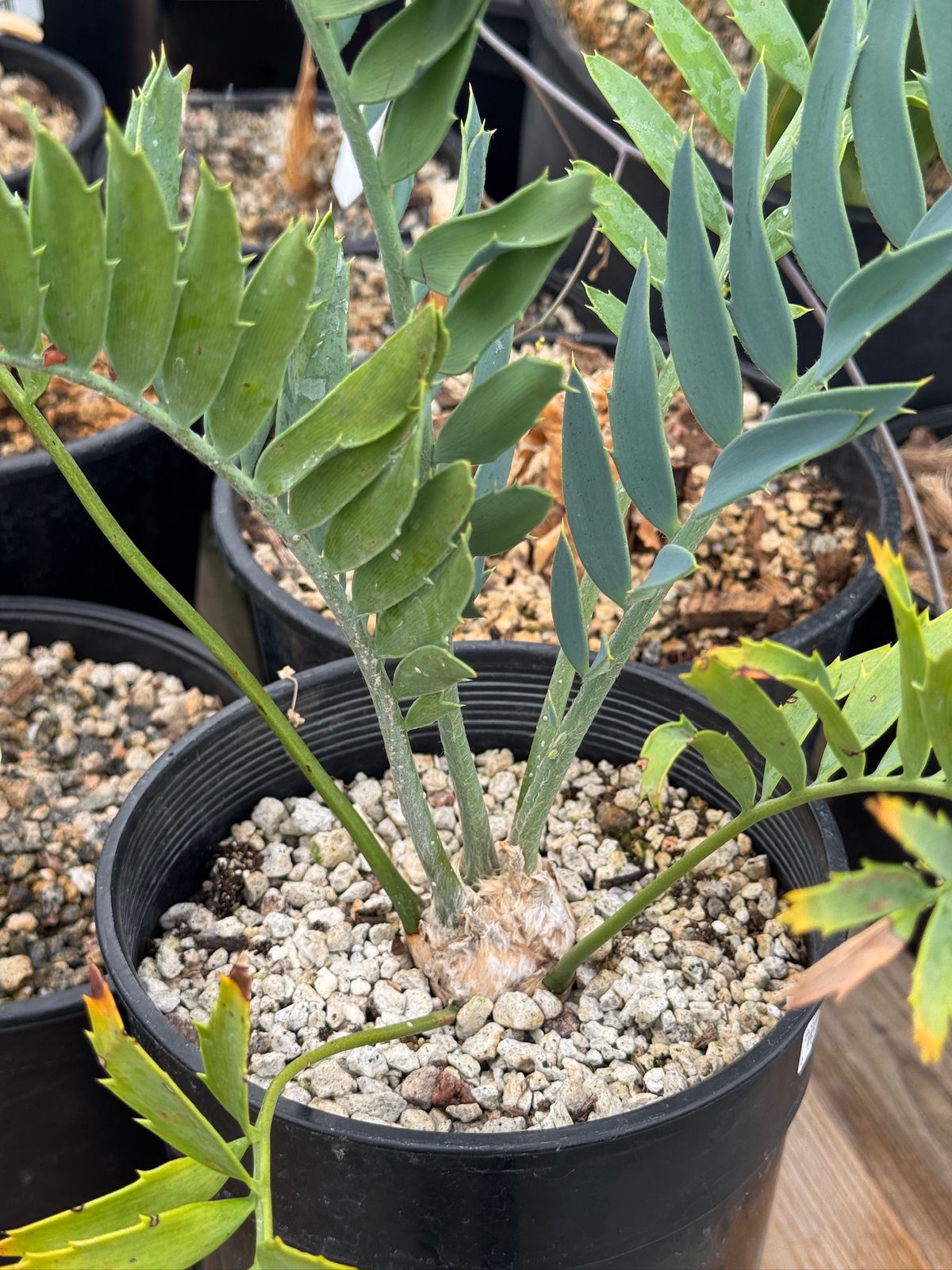 Encephalartos princeps