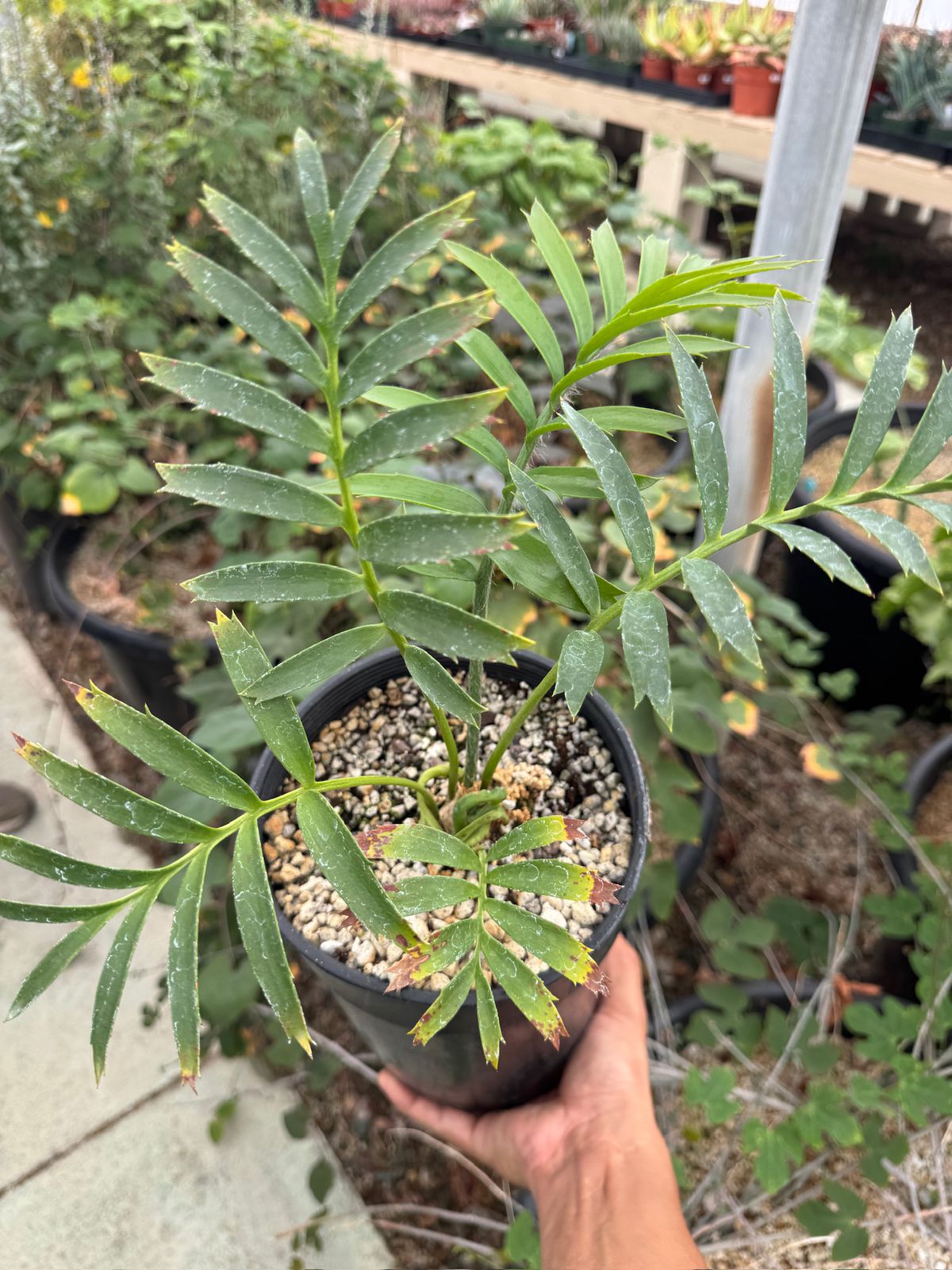 Encephalartos arenarius "Blue Form’