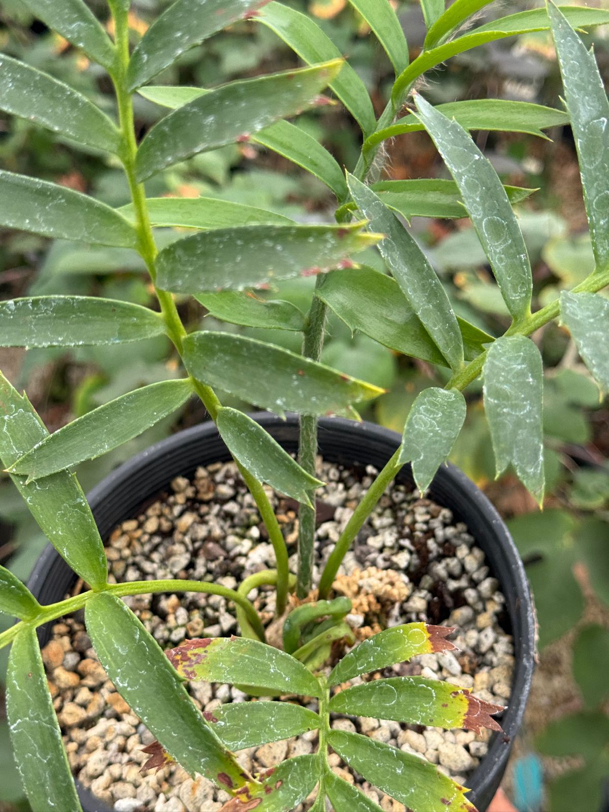 Encephalartos arenarius "Blue Form’