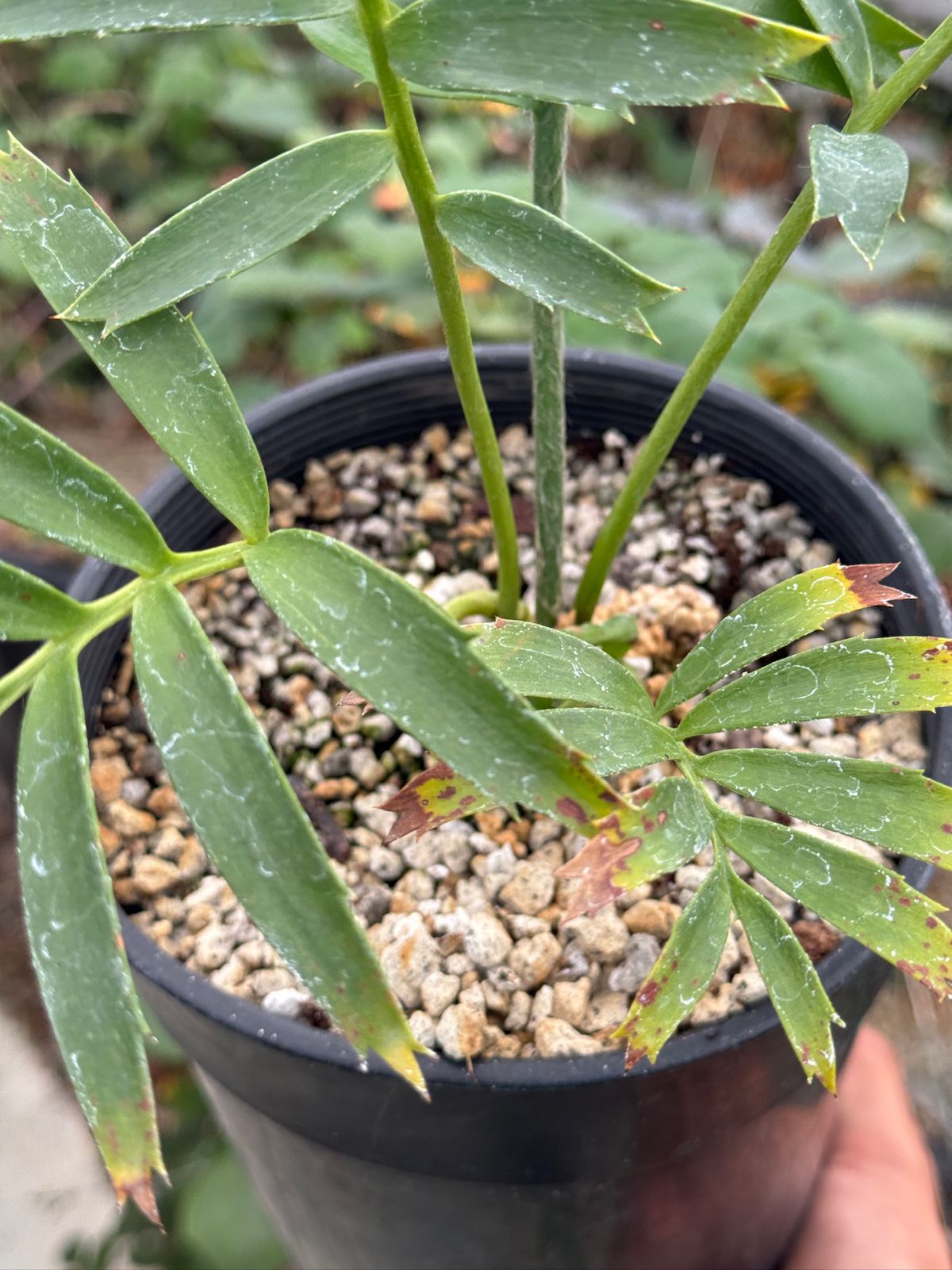 Encephalartos arenarius "Blue Form’