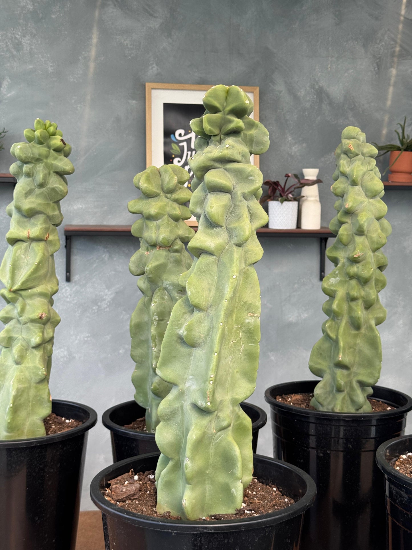 Lophocereus schottii f. Monstruosa Jumbo