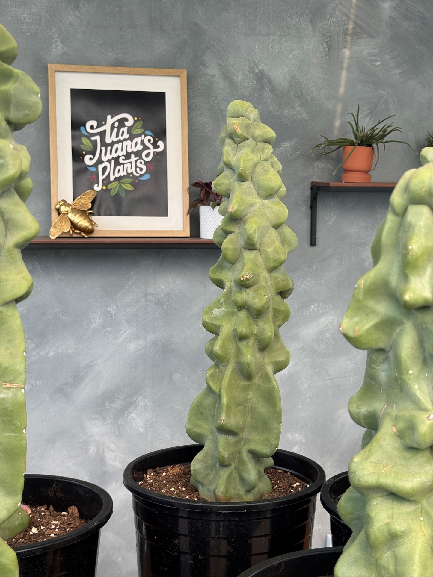 Lophocereus schottii f. Monstruosa Jumbo