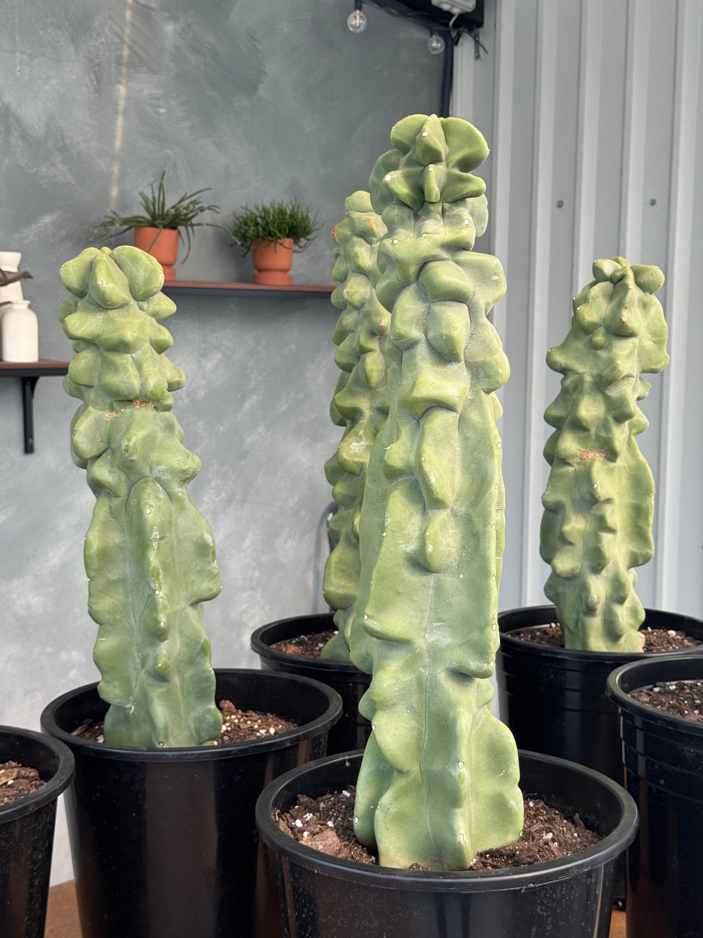 Lophocereus schottii f. Monstruosa Jumbo