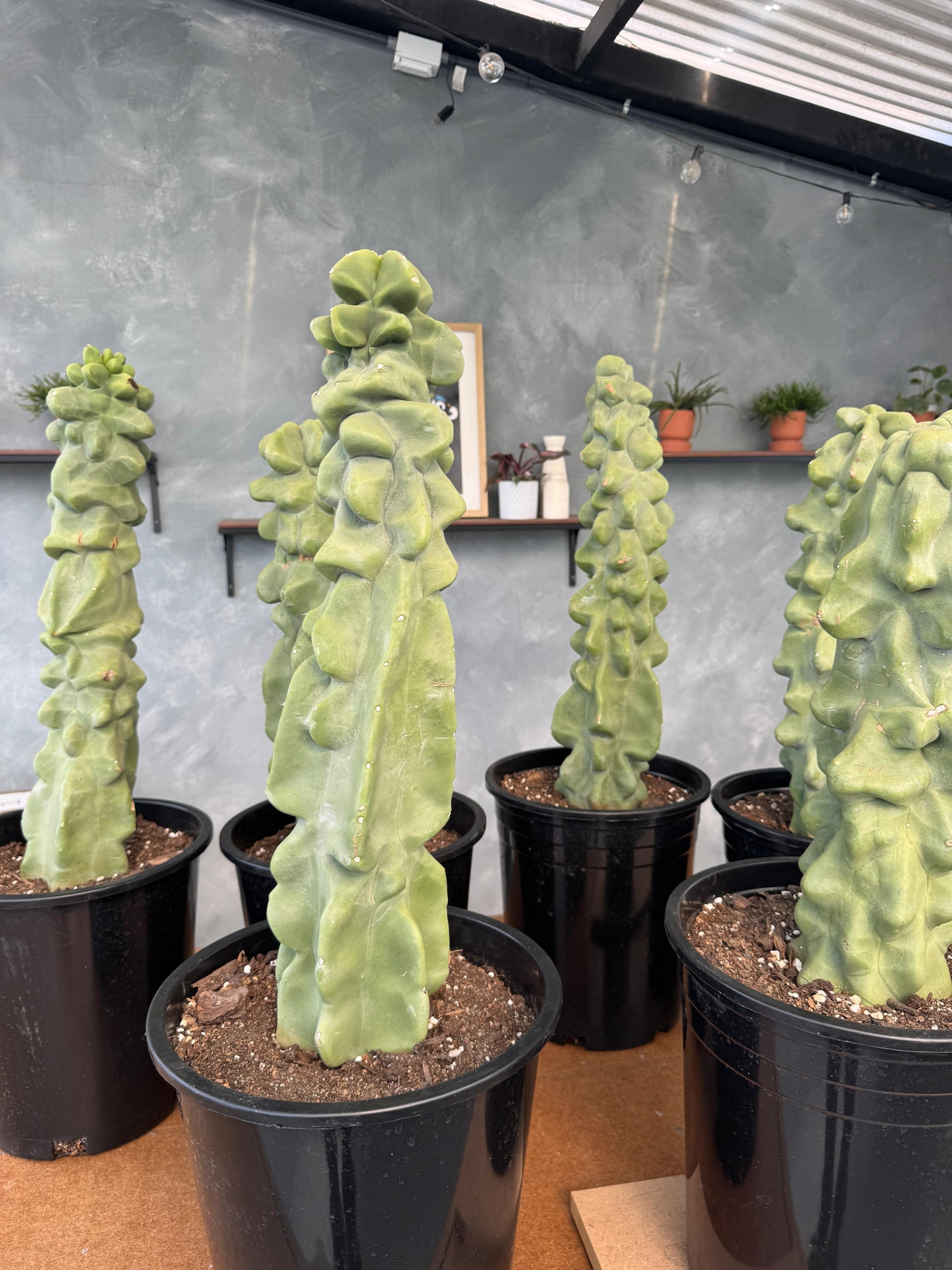 Lophocereus schottii f. Monstruosa Jumbo