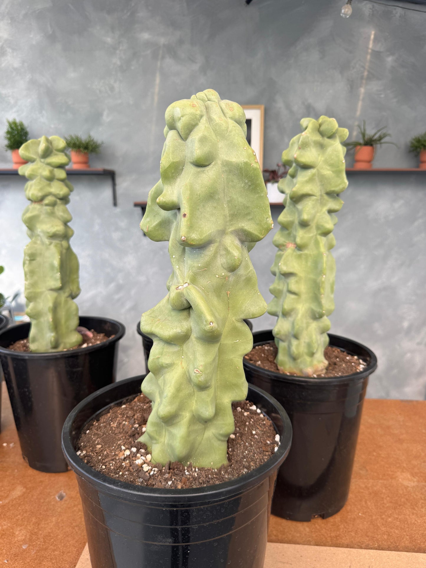 Lophocereus schottii f. Monstruosa Jumbo