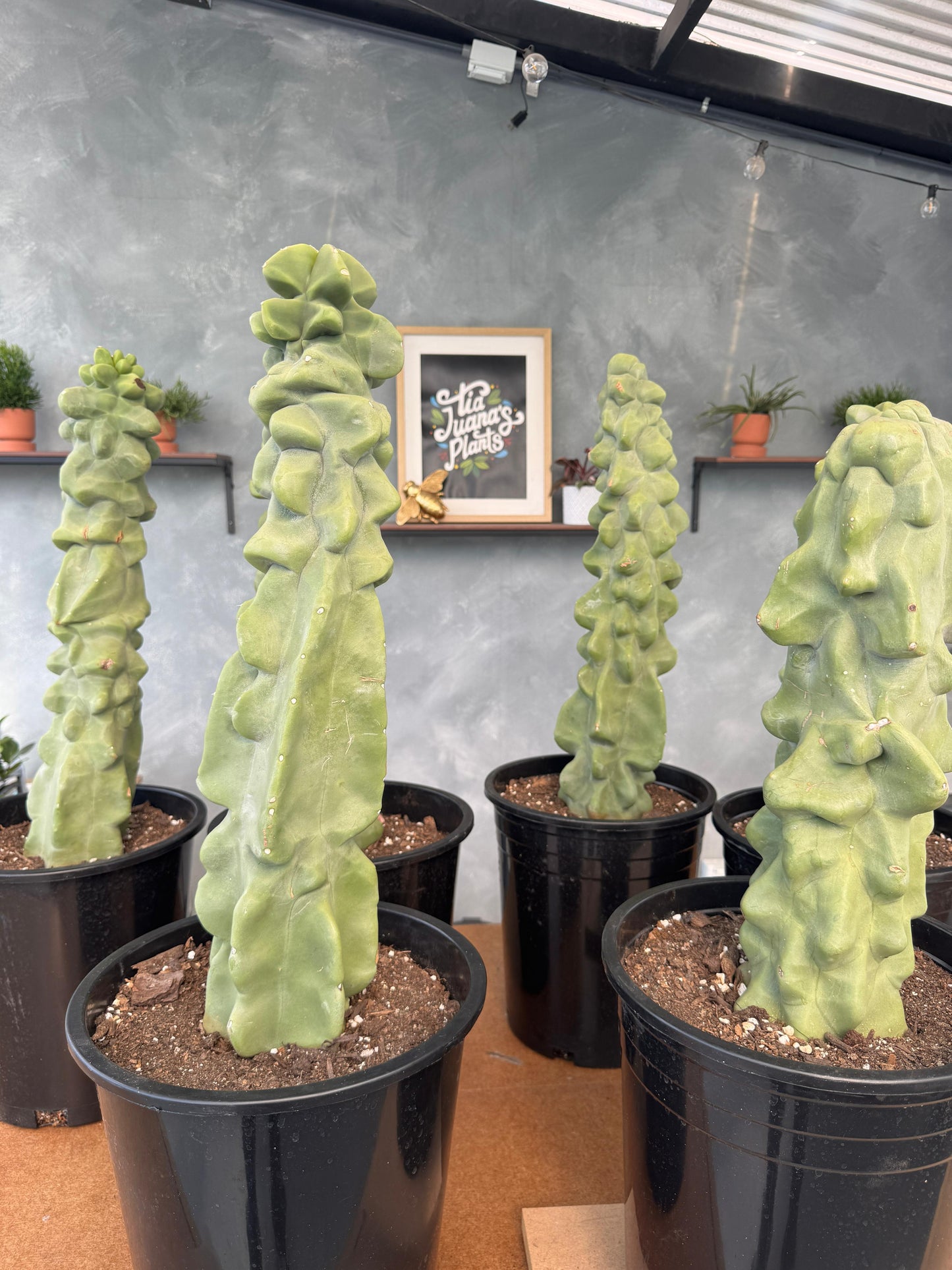 Lophocereus schottii f. Monstruosa Jumbo