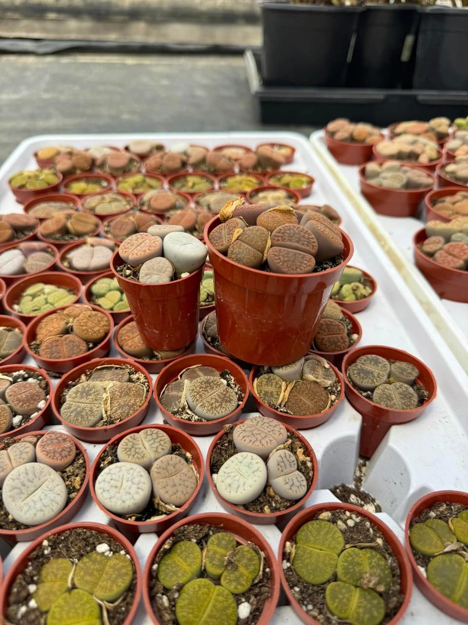Charola de lithops mixta