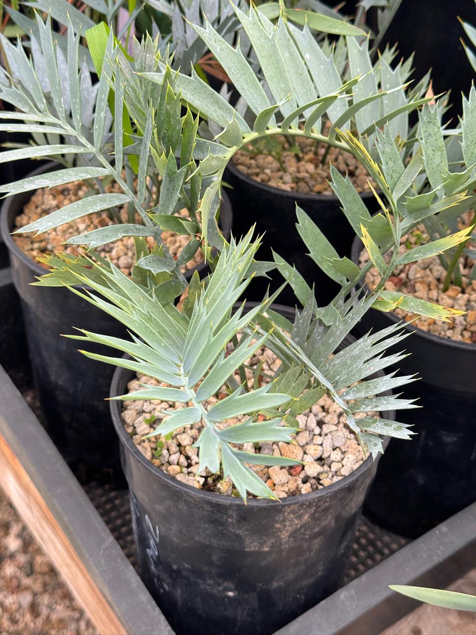 Encephalartos horridus