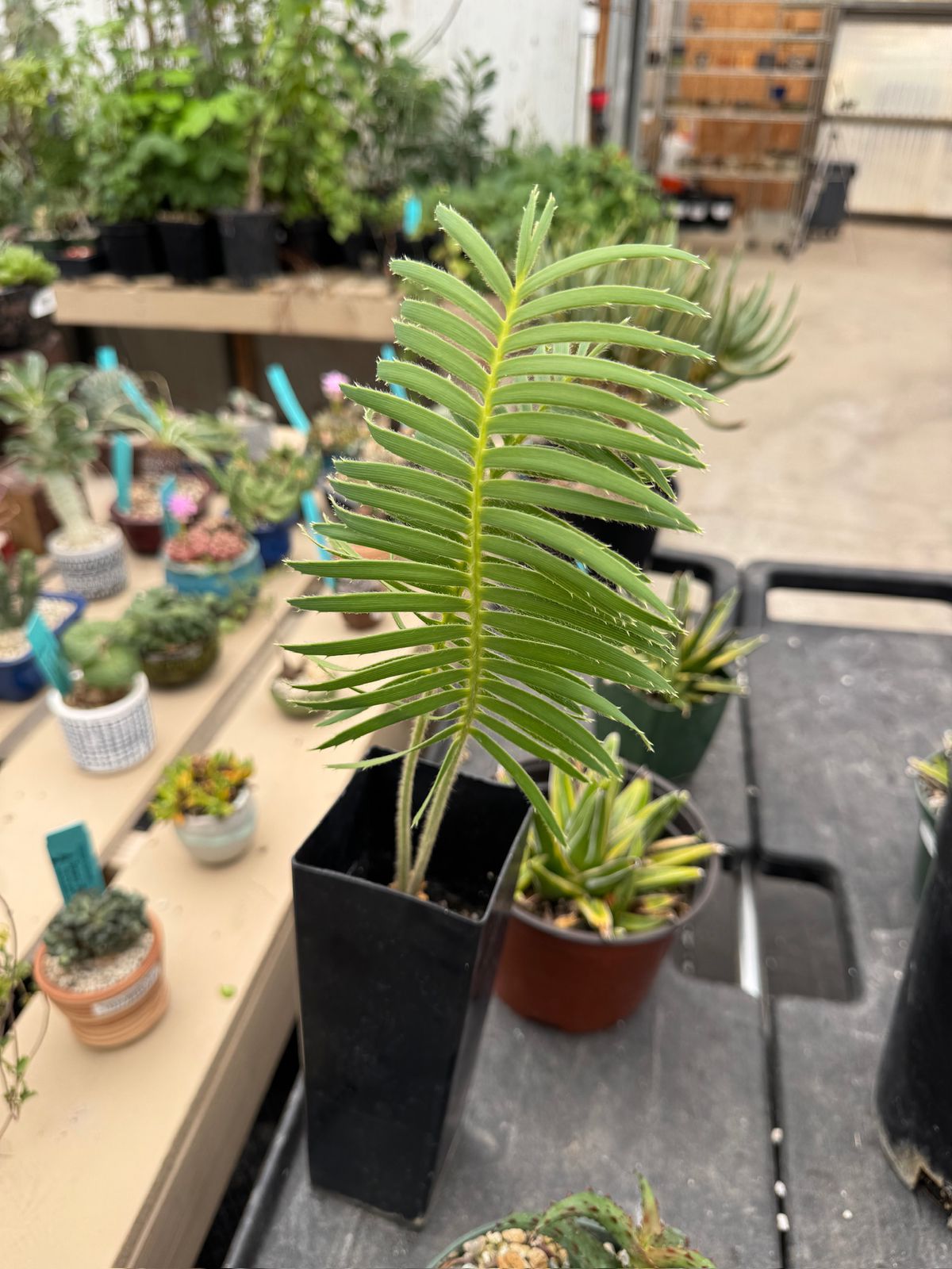 Dioon tomasellii