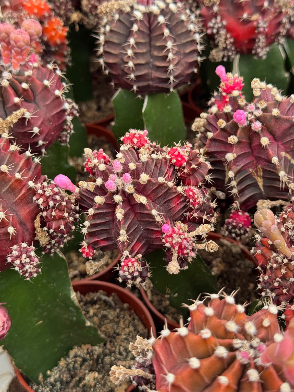 Charola injertos grandes mix