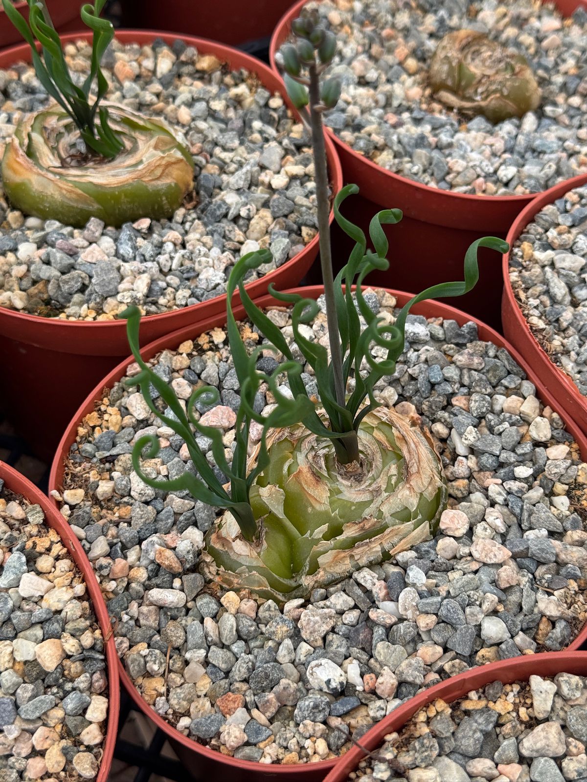 Albuca bruce-bayeri 6”