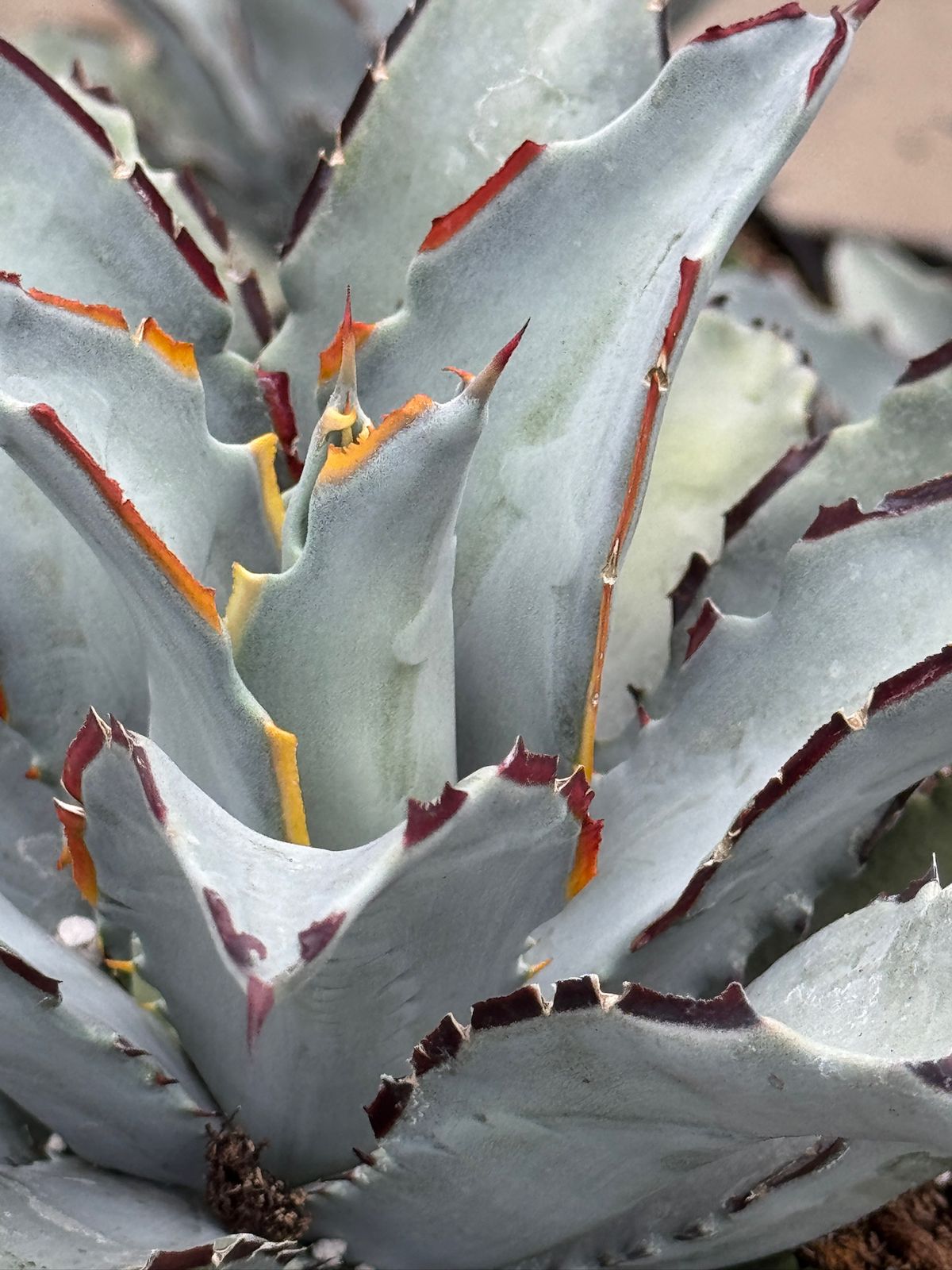 Agave sierra azul