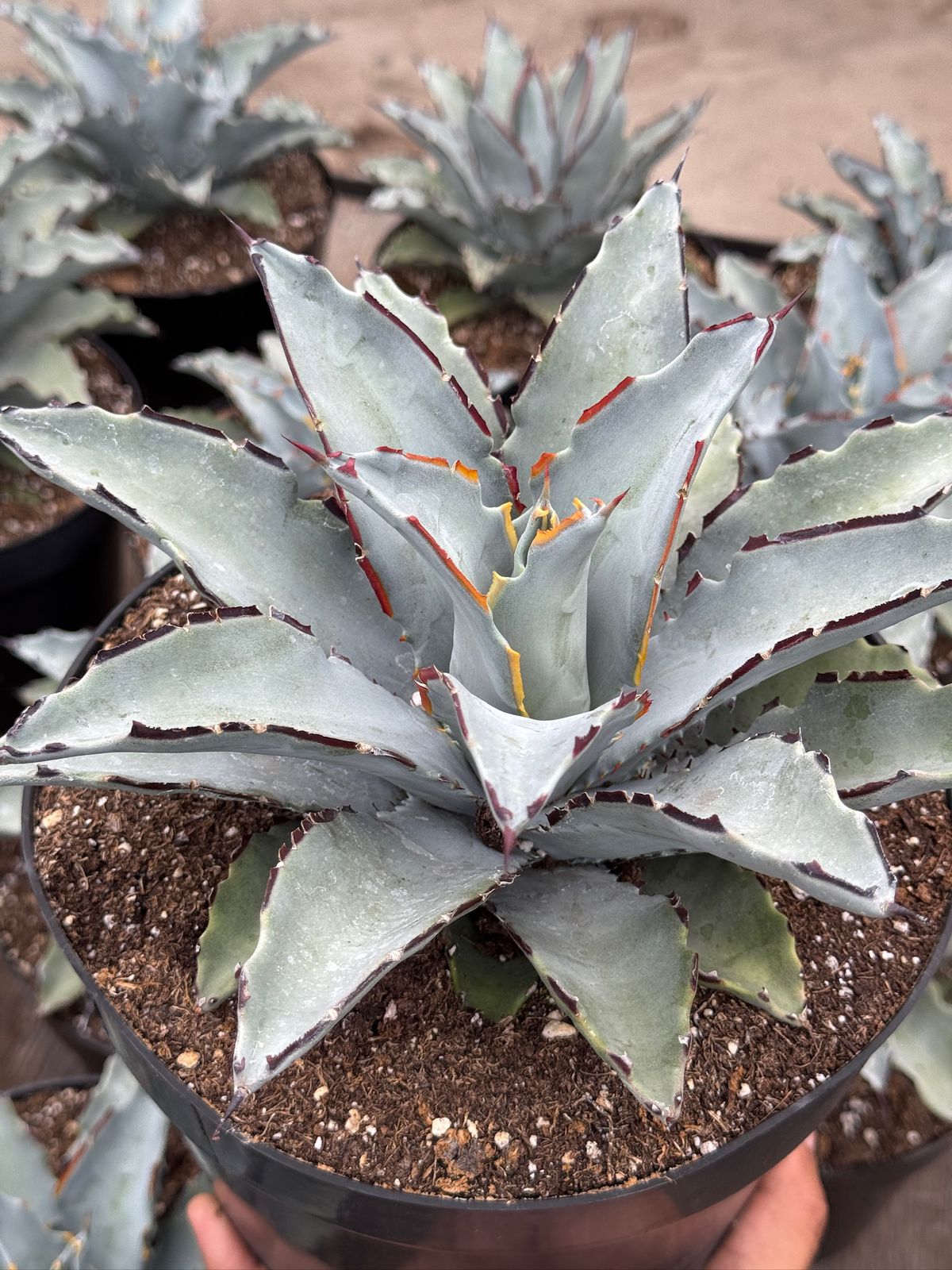 Agave sierra azul