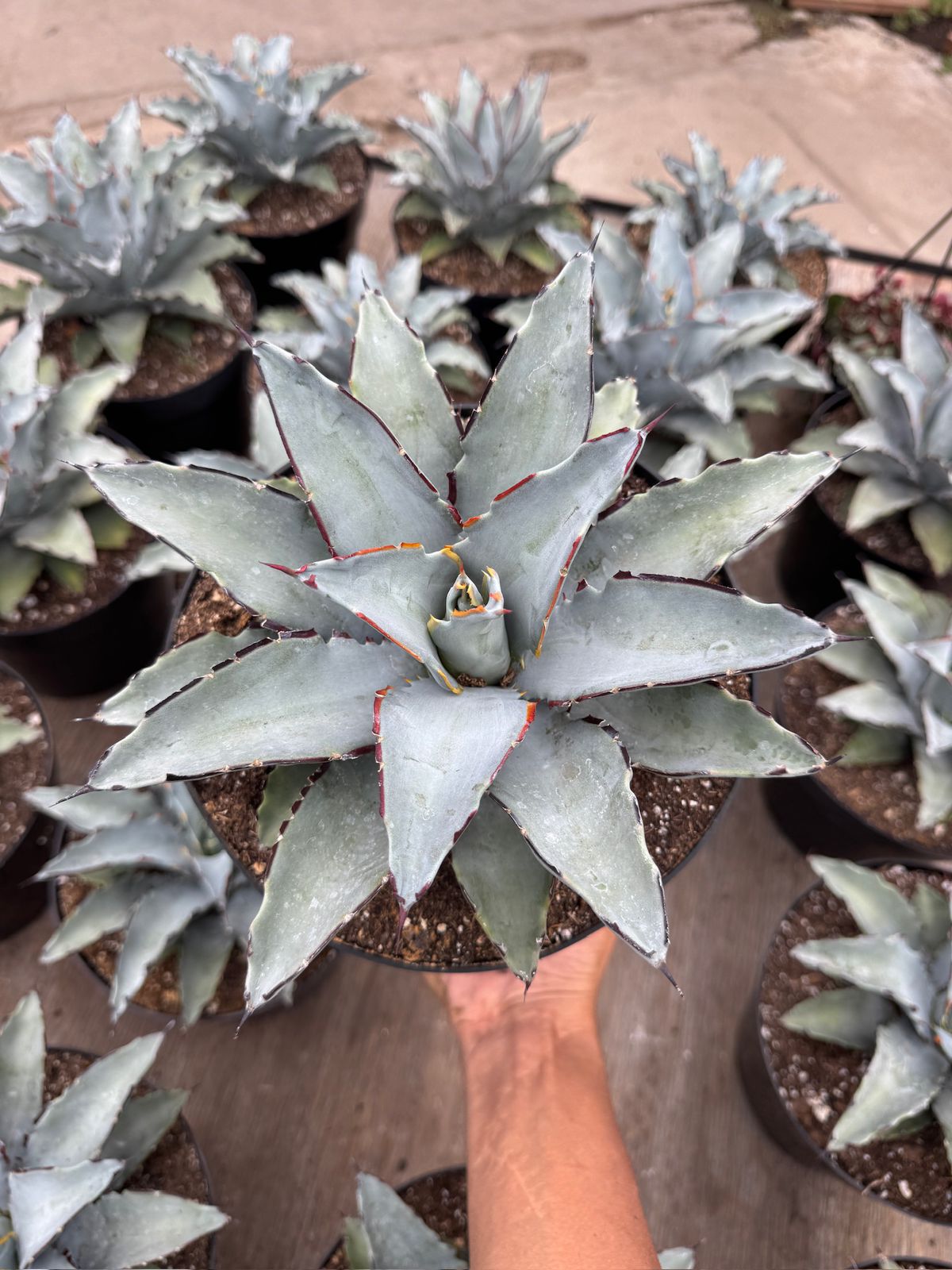Agave sierra azul