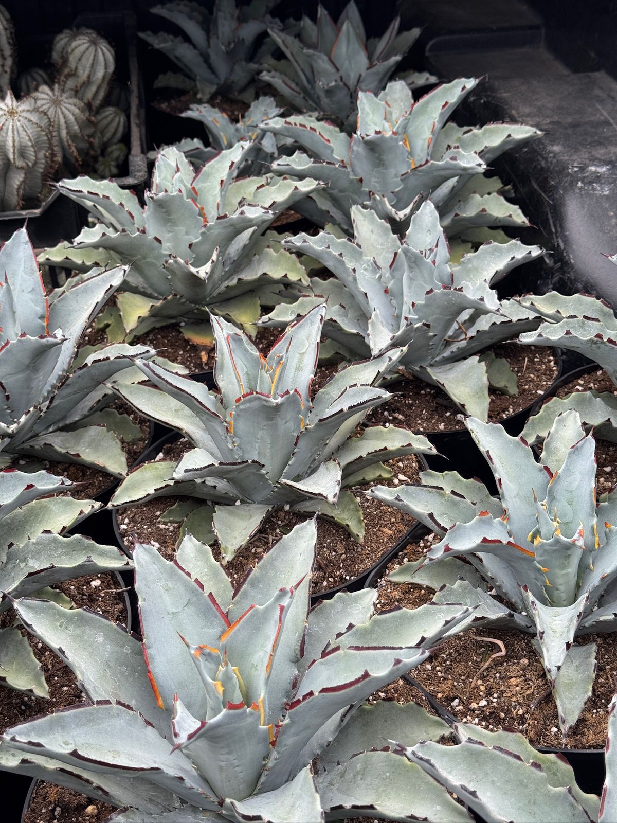 Agave sierra azul