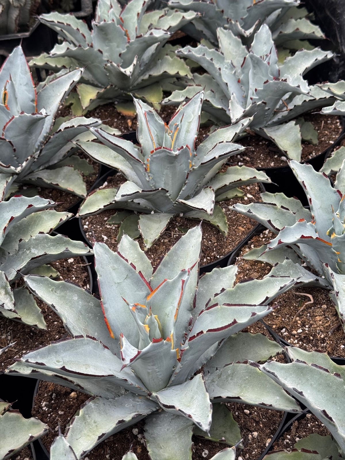 Agave sierra azul