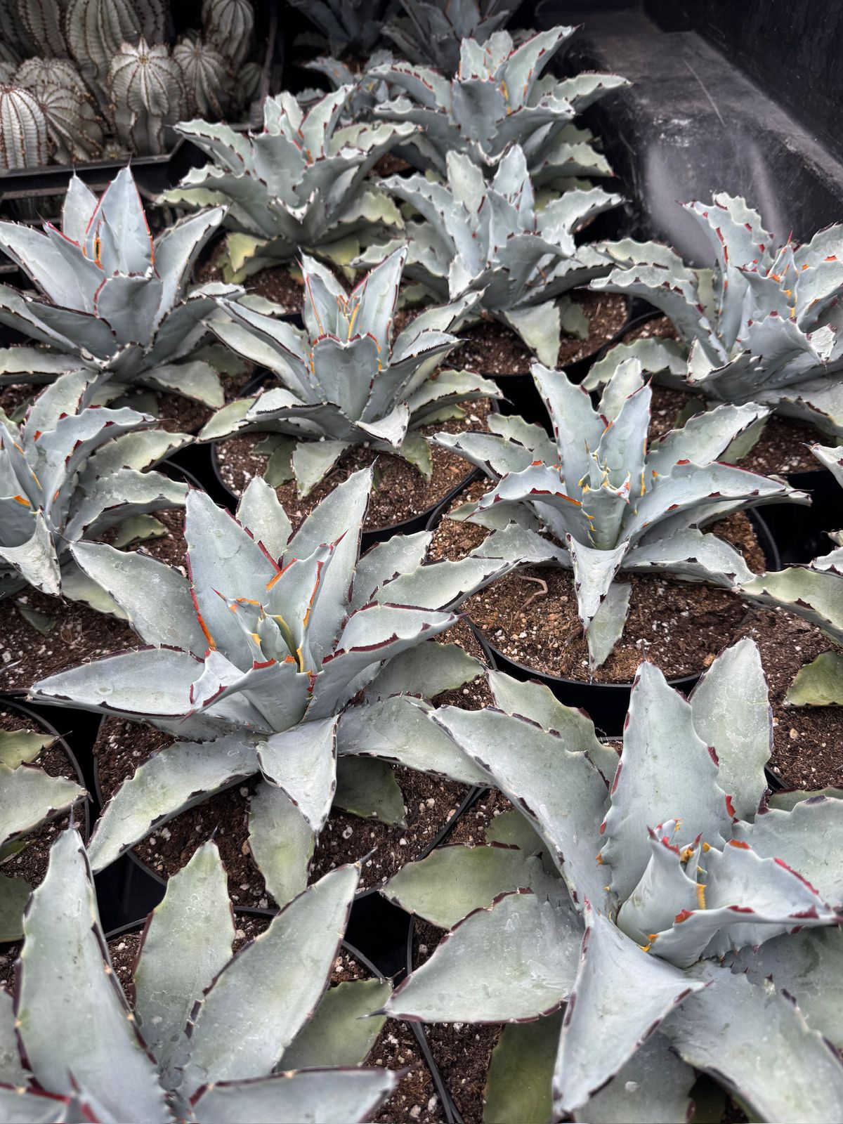 Agave sierra azul