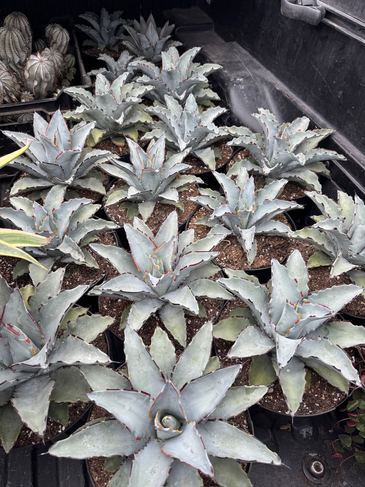 Agave sierra azul