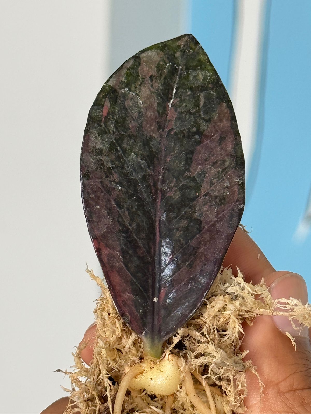 Zamioculca zamiifolia pink (zz pink)