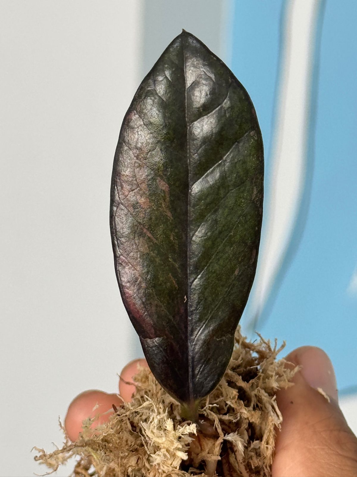 Zamioculca zamiifolia pink (zz pink)