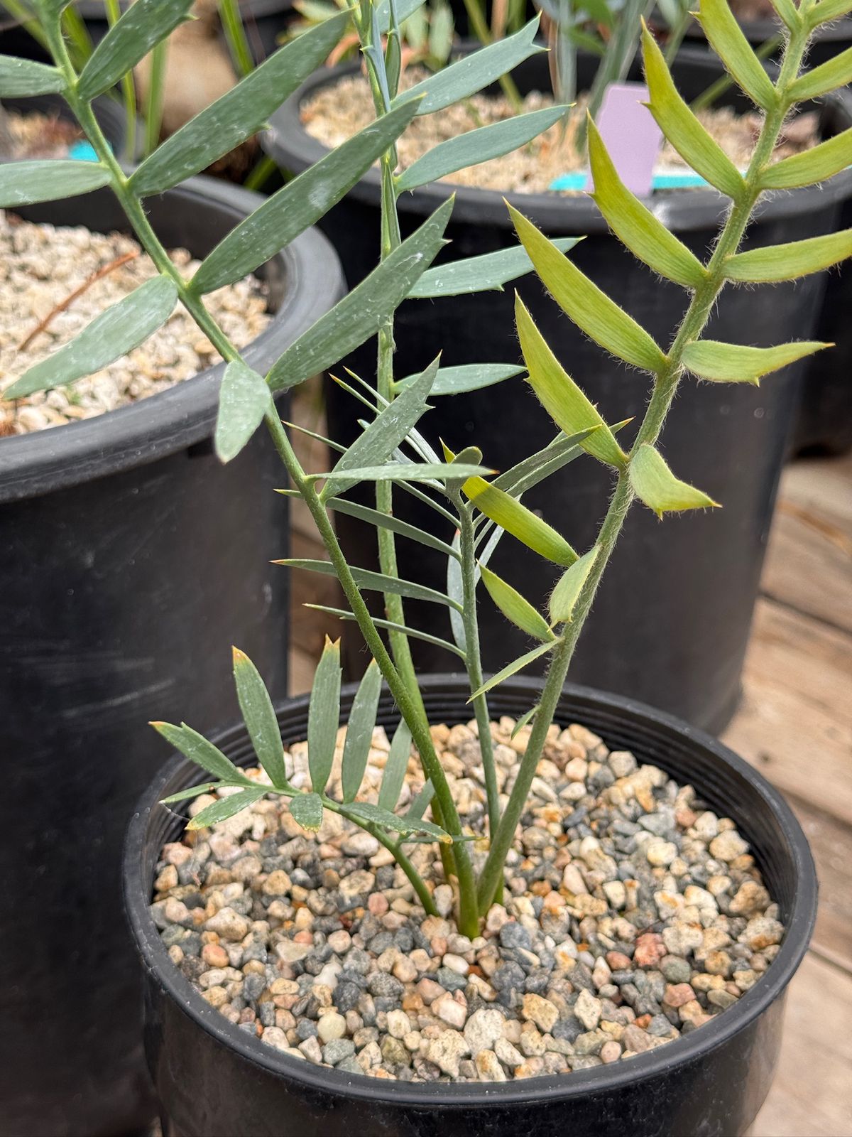 Encephalartos longfolius x horridus