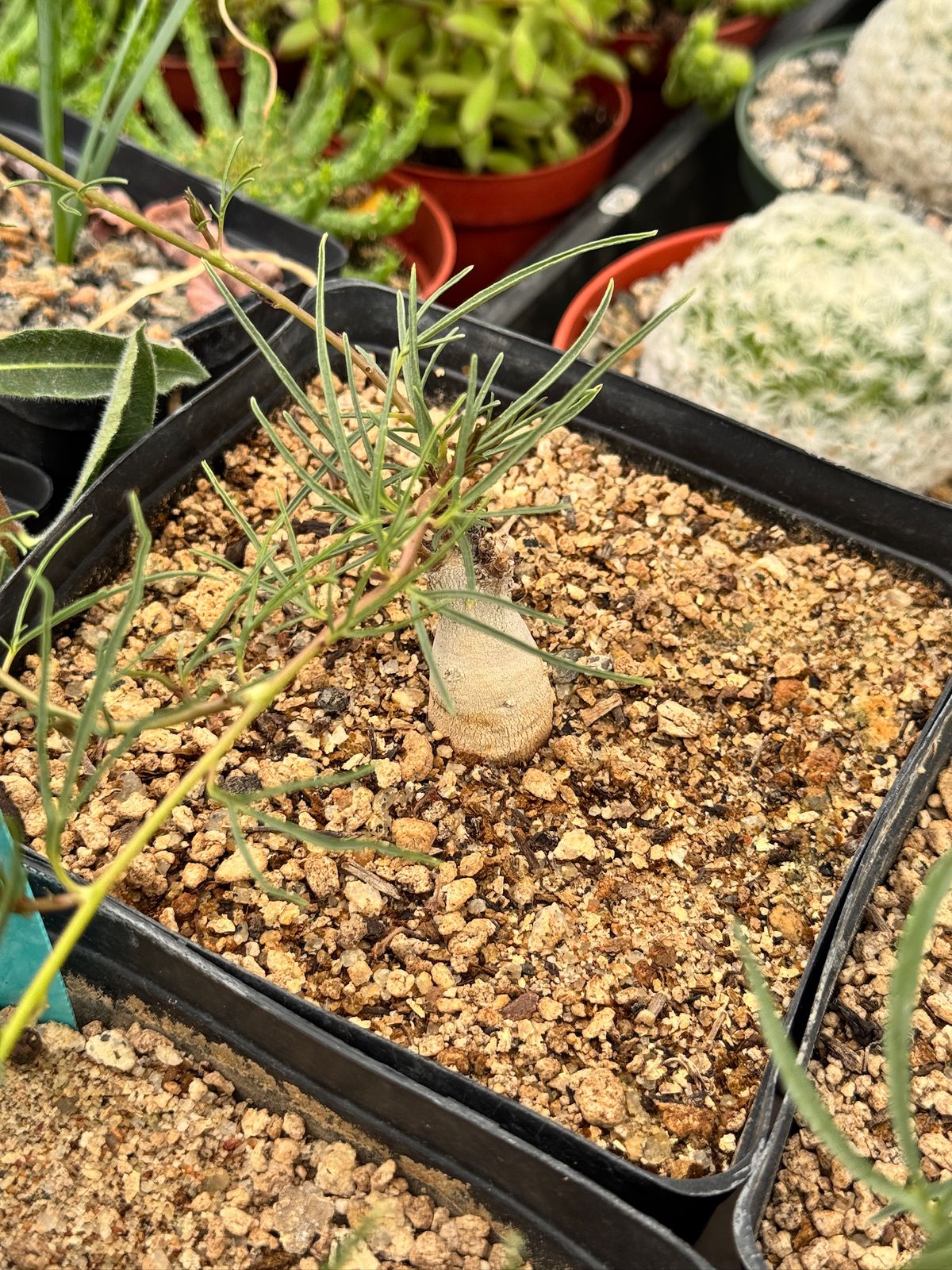 Ipomoea holubii
