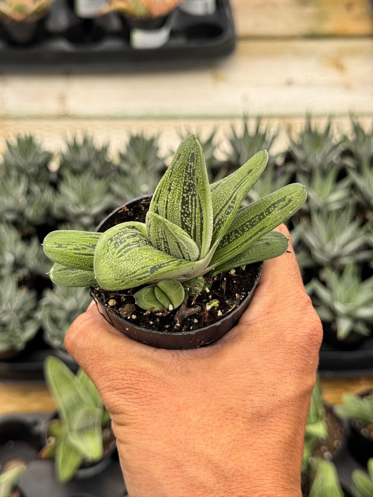 Gasteria ‘little Warty’