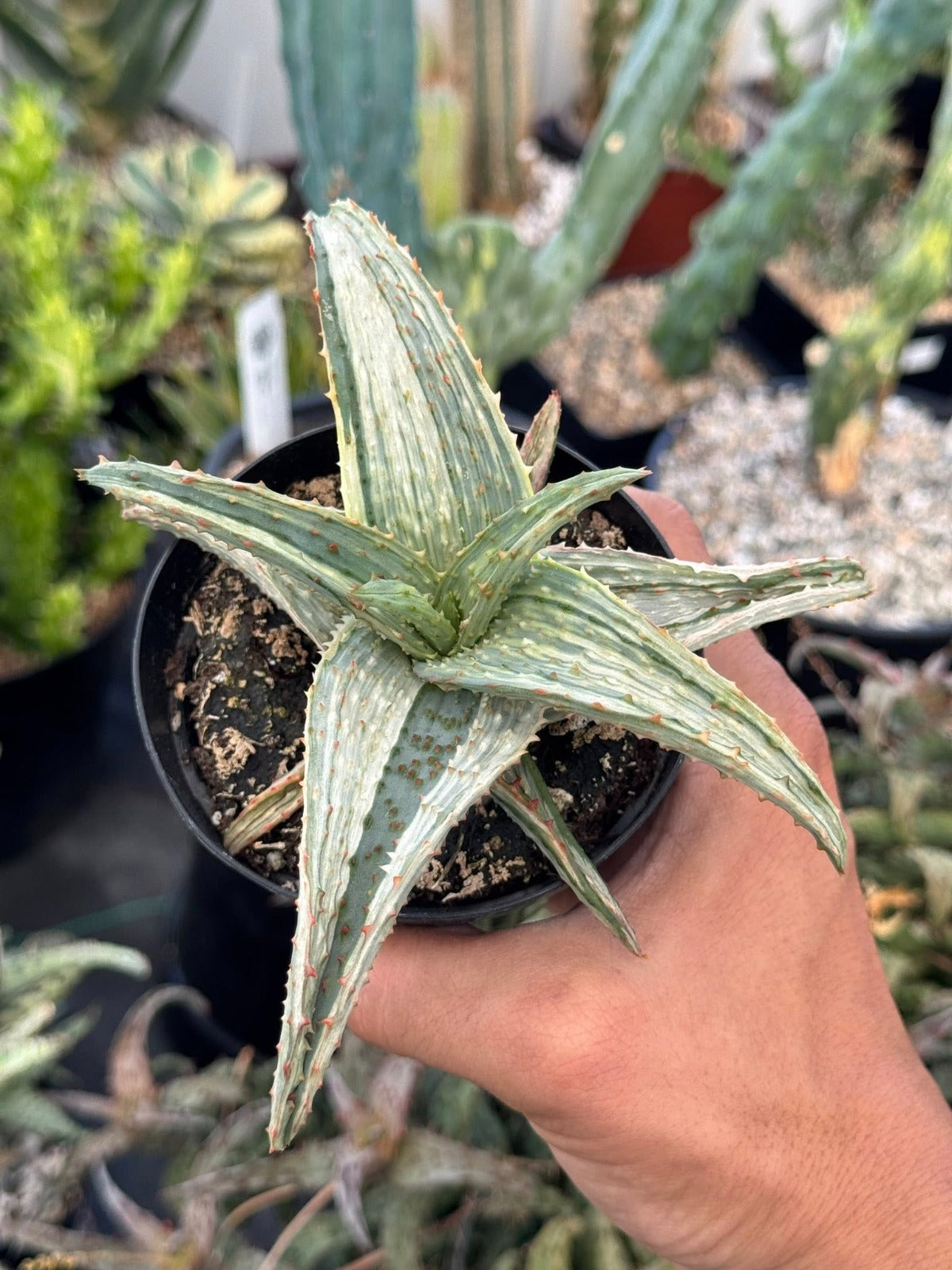 Aloe ajr variegado