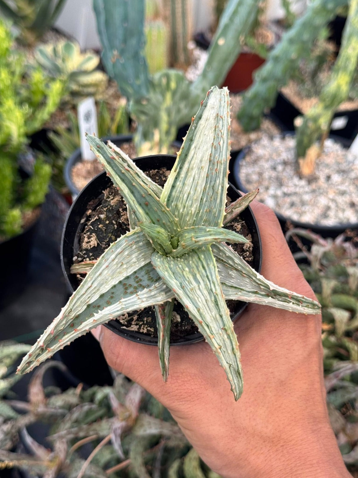 Aloe ajr variegado