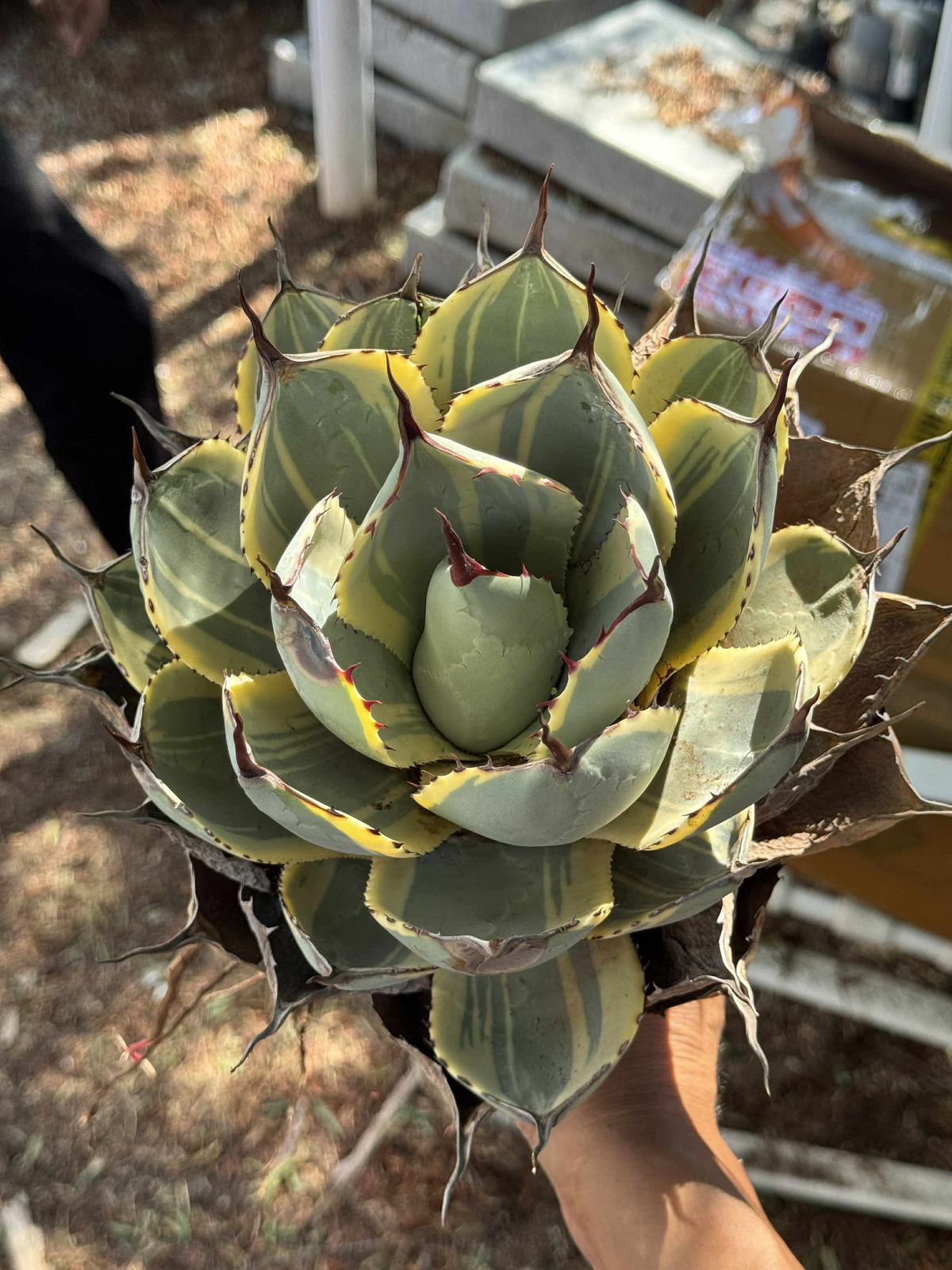 Agave parryi truncata variegado