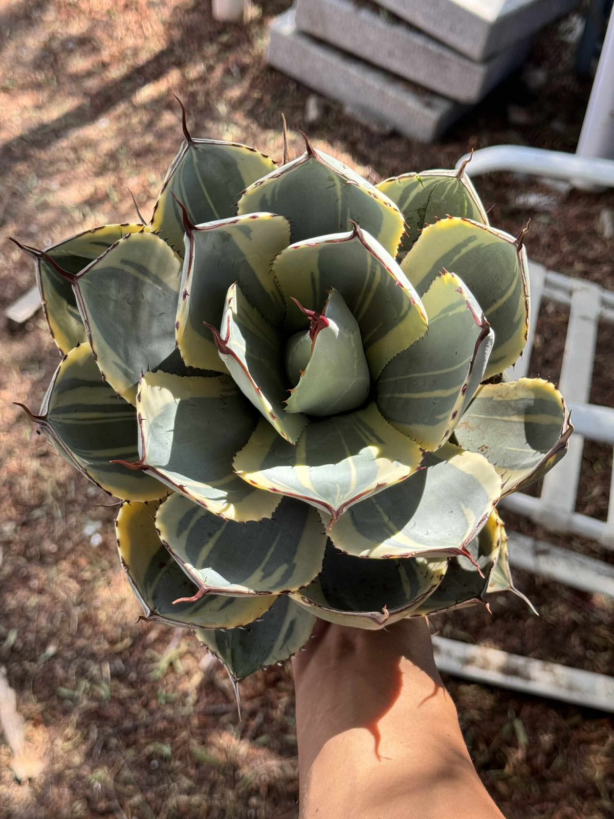 Agave parryi truncata variegado
