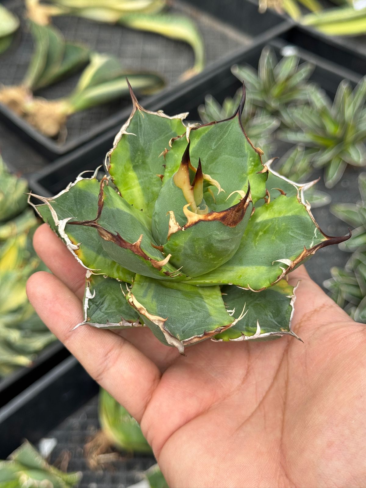 Agave banana peel