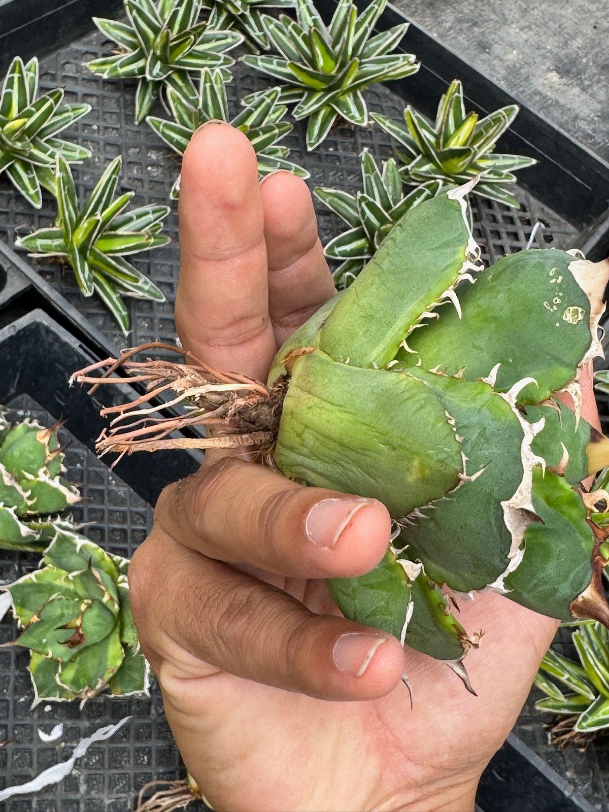 Agave banana peel