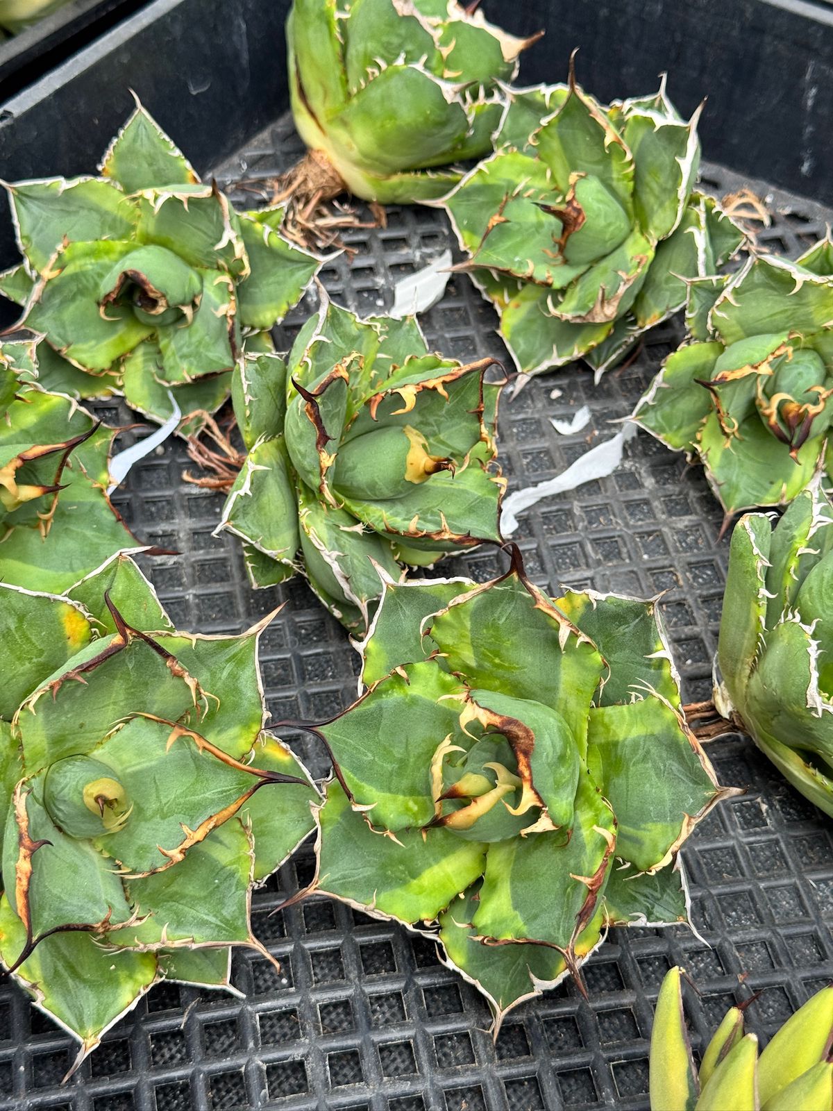 Agave banana peel
