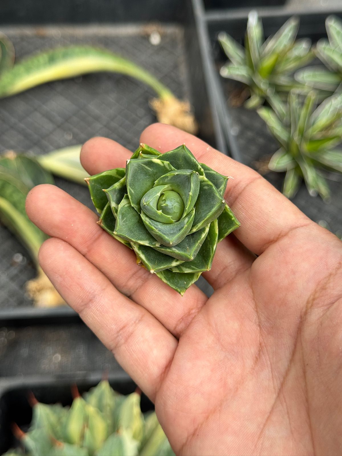 Agave pixie ‘tinkerbell’